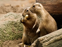 Wildpark Lüneburger Heide