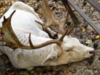 Wildpark Lüneburger Heide