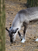 Wildpark Lüneburger Heide