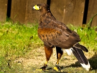 Wildpark Lüneburger Heide