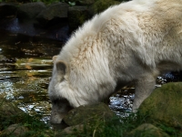 Wildpark Lüneburger Heide