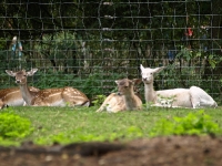 Wildpark Lüneburger Heide