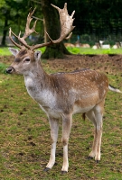 Wildpark Lüneburger Heide