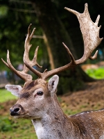 Wildpark Lüneburger Heide