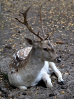 Wildpark Lüneburger Heide