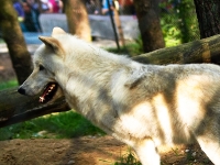 Wildpark Lüneburger Heide