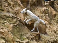 Wildpark Lüneburger Heide