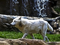 Wildpark Lüneburger Heide