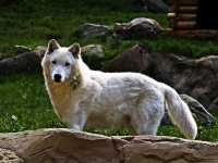 Wildpark Lüneburger Heide