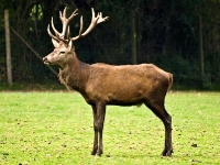 Wildpark Lüneburger Heide