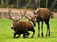 Wildpark Lüneburger Heide