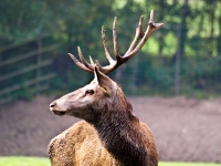 Wildpark Lüneburger Heide