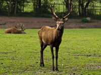 Wildpark Lüneburger Heide