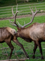 Wildpark Lüneburger Heide