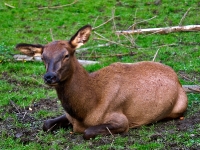 Wildpark Lüneburger Heide