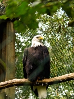 Wildpark Lüneburger Heide