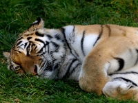 sibirischer_Tiger_A030981