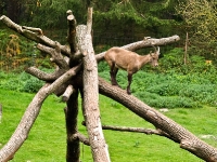 Wildpark Lüneburger Heide