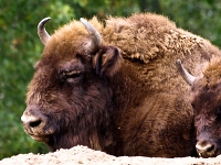 Wildpark Lüneburger Heide