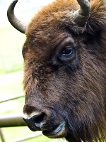 Wildpark Lüneburger Heide