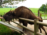 Wildpark Lüneburger Heide