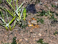 Nordsee - Watt bei Spieka Neufeld