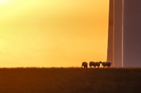 Sonne an der Nordsee