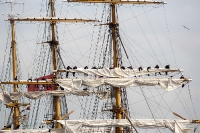 Gorch Fock