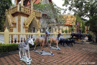 Wat Phra Thong