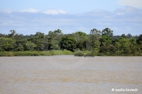 Amazonas