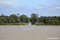 Amazonas