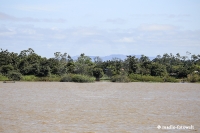 Amazonas