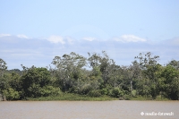 Amazonas