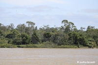 Amazonas