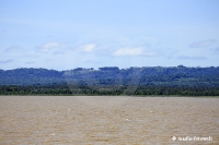 Amazonas