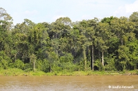 Amazonas