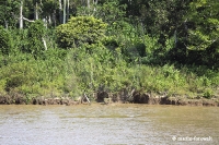 Amazonas