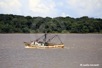 Amazonas