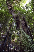 Balneario Camboriu