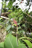 Ilha Grande