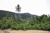 Ilha Grande