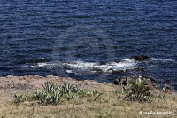 Punta del Este