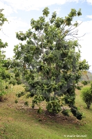 Fazenda Santa Cruz