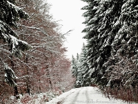 Winterwunderland